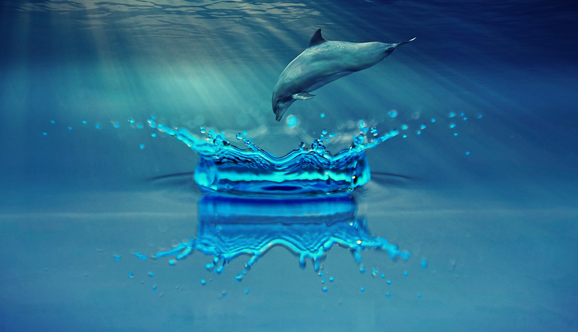 dolphin-g69af3a07e_1920