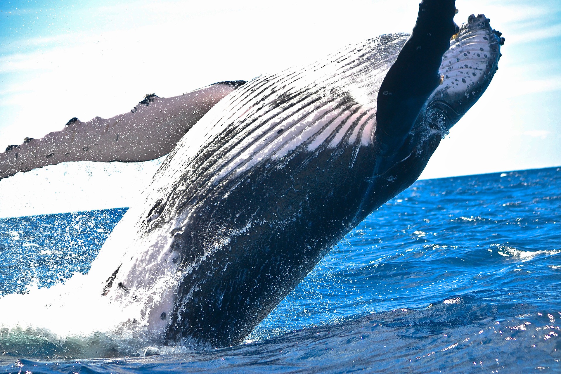 whale-g14f7a197d_1920